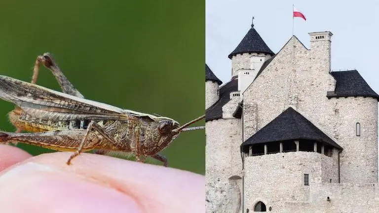 Recap 2020: From Locust attacks to UFOs, the most bizarre news that happened in 2020 bizarre news in 2020