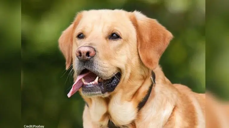 Cancer, coronavirus, and other diseases dogs can detect; details inside Cancer