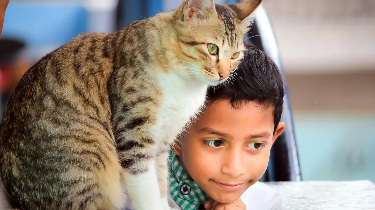 Cat Breeds That Are Known To Be Friendly And Affectionate Cat friendly breeds