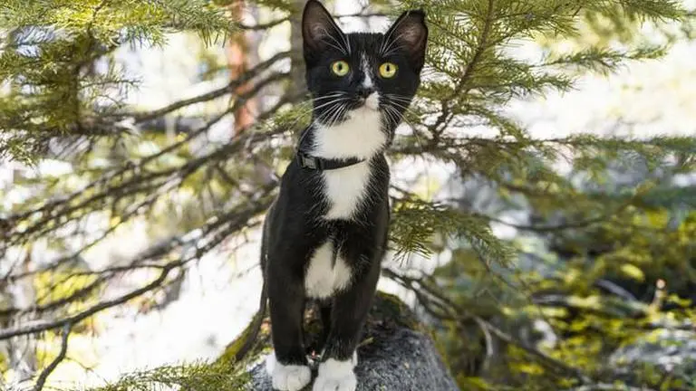 Cat trapped inside electric cable rescued in Turkey