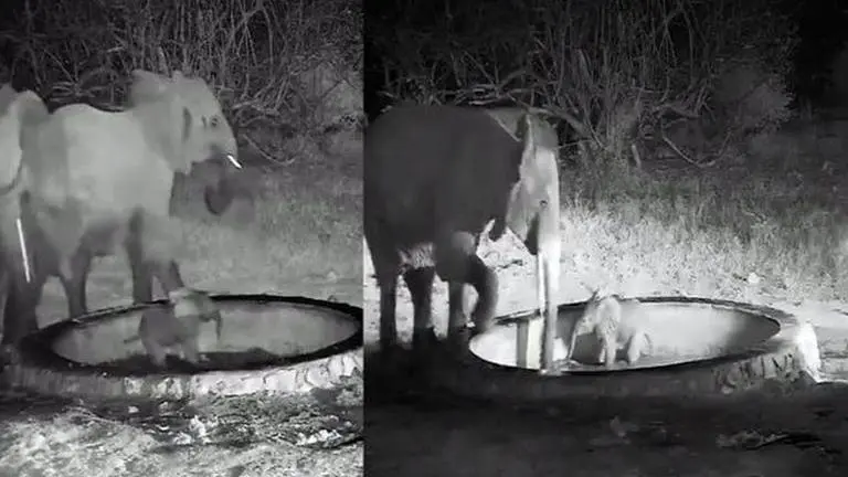 Kenya: Baby elephant gets stuck in a water trough; rescue op by family wins the internet Kenya, Baby elephant
