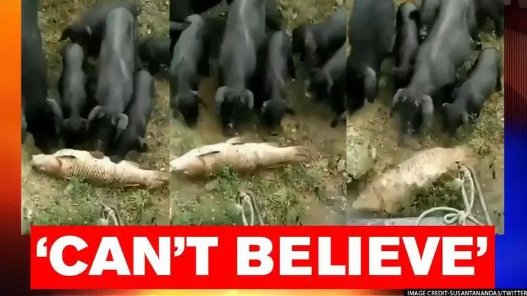 Video: Baby pigs try to save fish by pushing it in water, netizens laud 'act of kindness' pigs