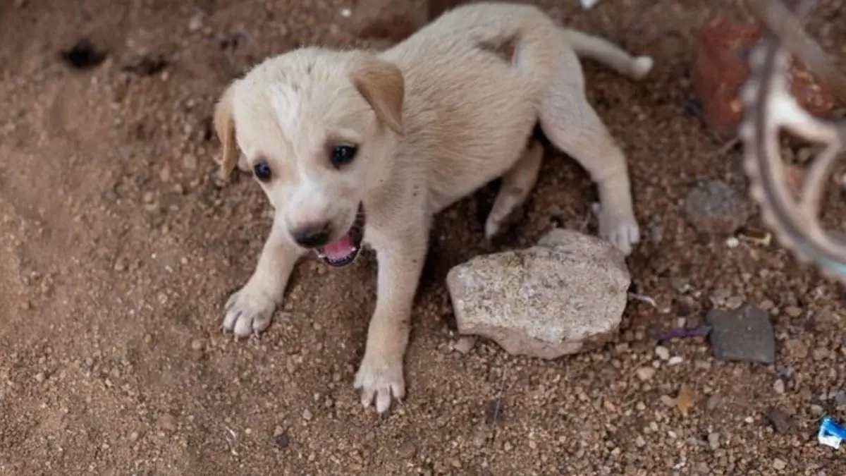 Representative image of a street dog puppy.