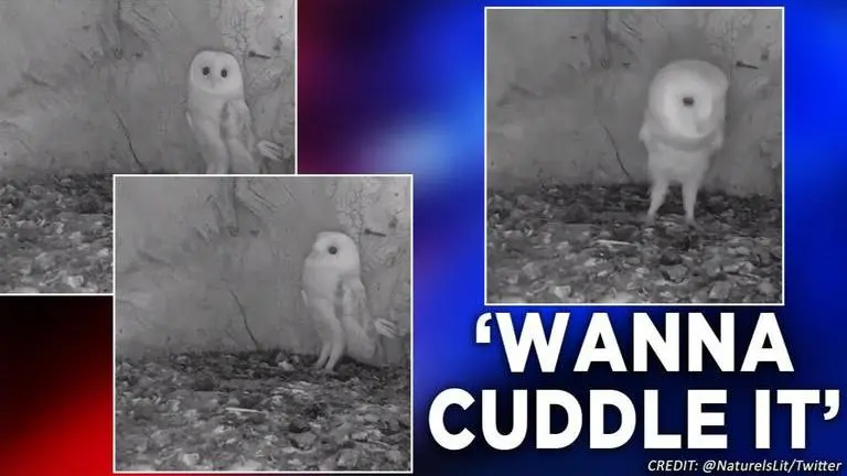 Video of baby owl's reaction to thunderstorm breaks internet This baby owl's reaction to thunderstorm is making netizens go crazy on social media
