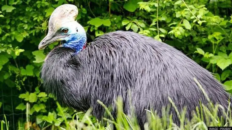 cassowary