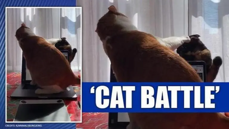 Cat fight leaves netizens worried about the laptop; watch video Cat