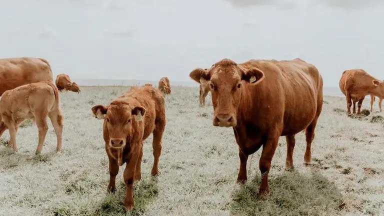 Researchers in Russia clone cow to produce milk for lactose-intolerant people Russia