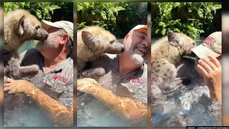 Watch: Reptile enthusiast posts video of hyena showering kisses on him; netizens in awe hyena