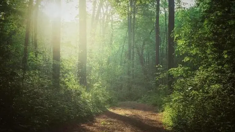 Over 3 lakh hectares of forest land diverted under Forest Conservation Act in 15 years: Govt Representative Image