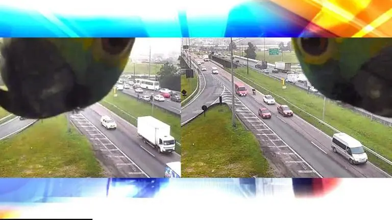 Parrot caught playing peekaboo with traffic camera in Brazil, Watch viral video parrot
