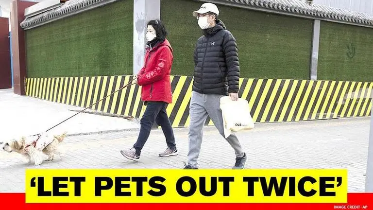 Netizens weigh both sides of Germany's move to mandate outdoor walks for pet dogs Germany