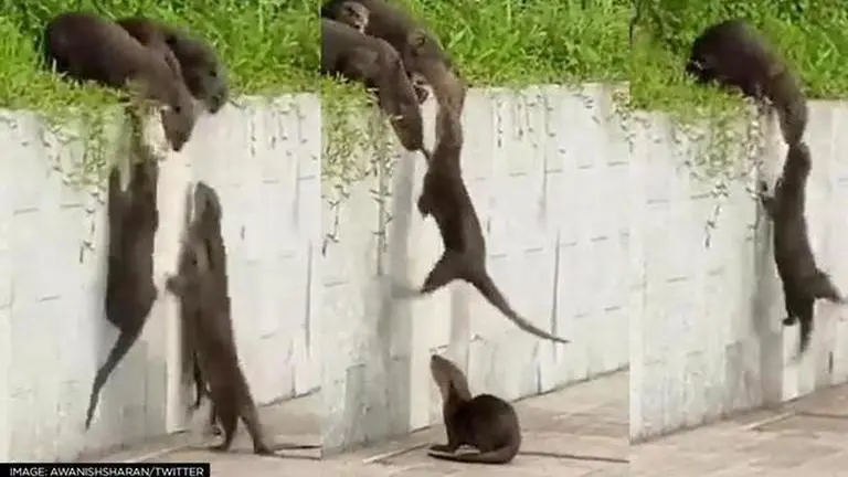 Video of Otters helping each other to climb wall reminds netizens of family's importance Viral video