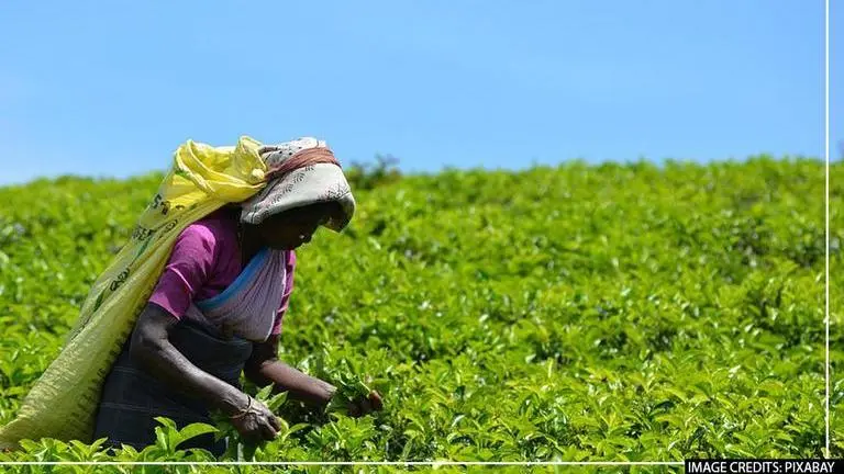 Tea production will increase only when workers' quality of life betters: ITA