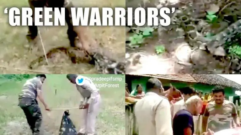 Forest team rescues python from villager's farmland amid lockdown; watch Forest team rescues python from village amid coronavirus lockdown