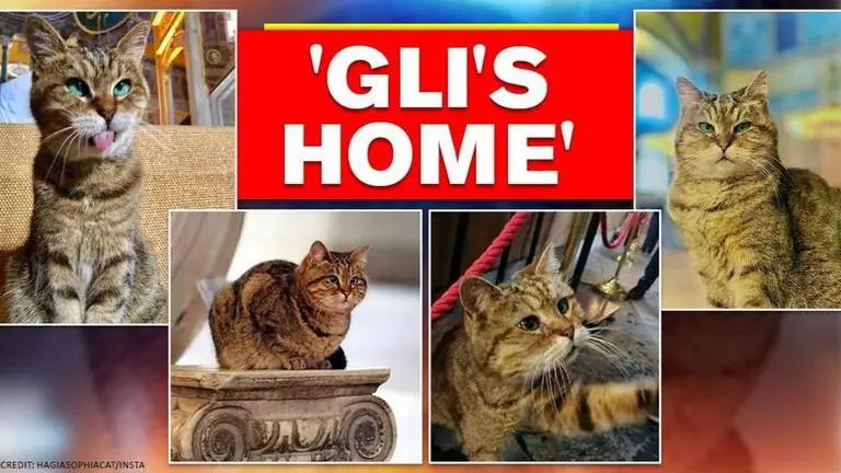 Hagia Sophia: Gli the cat to continue to stay in Istanbul's monument, know her story Hagia Sophia: Gli the cat allowed to stay at Istanbul's monument. Know her story