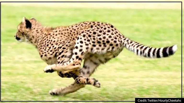 African Cheetahs to be reintroduced in India on experimental basis African