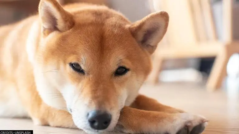 Baby Dogecoin: Where to buy Elon Musk's new favourite cryptocurrency in India? baby dogecoin