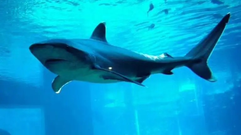 US: Shark rips off man's finger as he got too close to unhook it; airlifted to hospital US