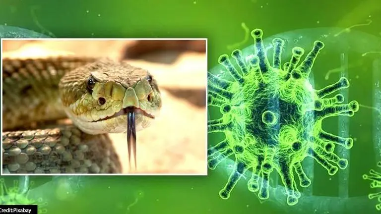 Tamil Nadu man bites into snake's corpse to 'cure' COVID, arrested Tamil Nadu