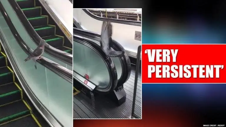 Video: Pigeon uses escalator handrail, Redditors ask 'leg day or wing day?' Pigeon