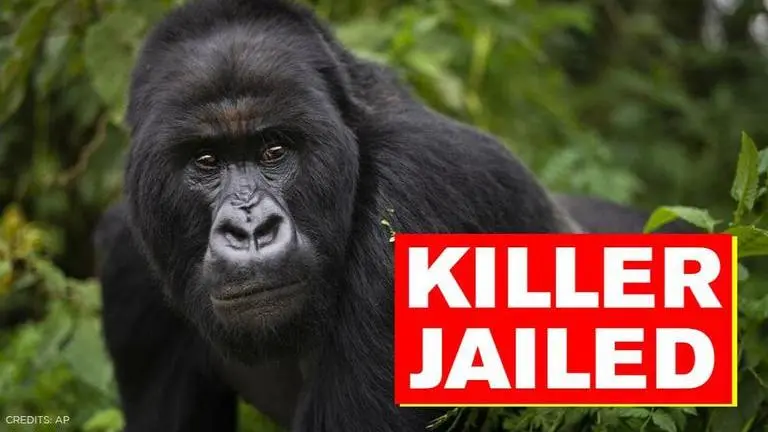 Ugandan court slams poacher with 11 years of jail time for killing rare gorilla Rafiki Rafiki