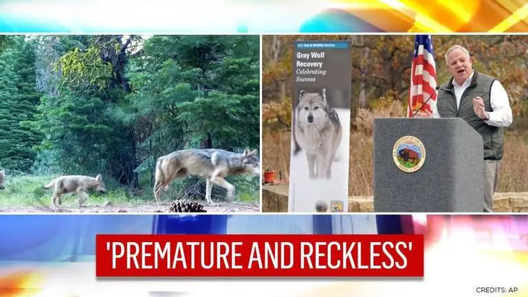'Unacceptable': Trump admin faces flak for lifting federal protections for gray wolfs Trump