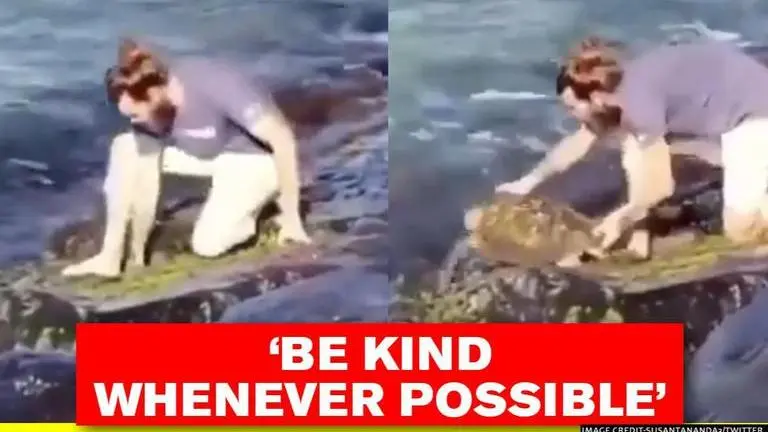 Man helps tortoises reunite, netizens laud his 'humane gesture'