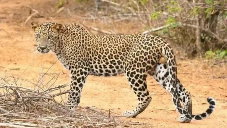 Woman injured in leopard attack in Mumbai's Aarey Colony Leopard