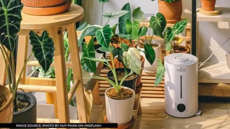 Best garden vegetables that you can easily grow in your home garden best garden vegetables