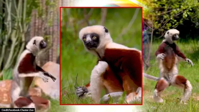 Endangered 'dancing lemurs' show off their moves at Chester Zoo; watch video Dancing Lemurs