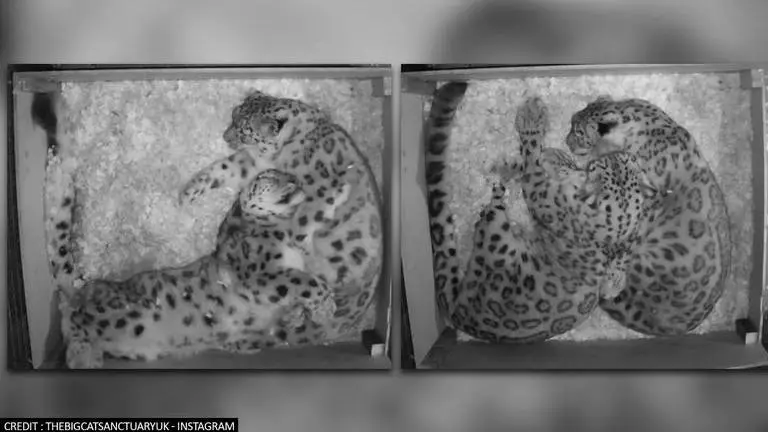 Snow leopard couple cuddles while sleeping, netizens say 'couple goals'; watch viral video Viral