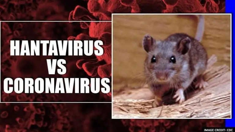 hantavirus