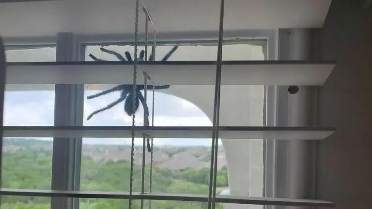 Giant Spider appears on couple's window, netizens left in chills