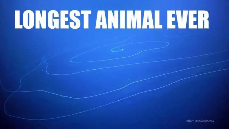 Move aside Blue Whales! This spiral Siphonophore may be the longest animal ever recorded Longest Animal Ever Siphonophore