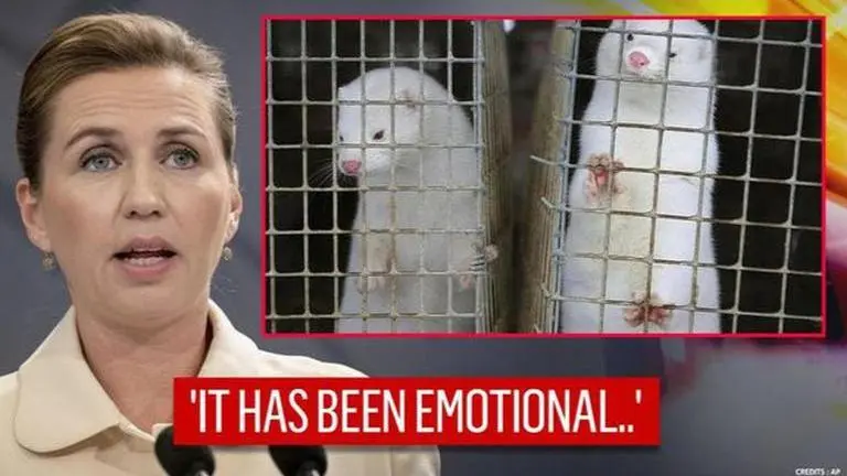 Lithuanian mink also infected with COVID-19; tearful Danish Premier apologises to farmers Lithuanian