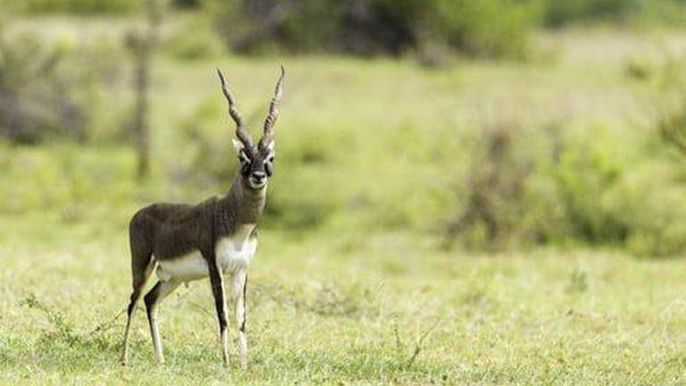 Odisha forest department fill saucer pits for blackbuck amid rising ...