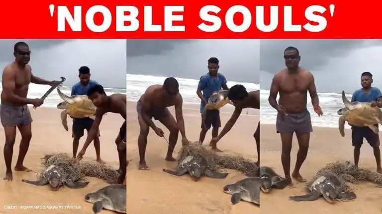 Goa CM hails fishermen who saved Olive Ridley turtles, video wins internet Goa