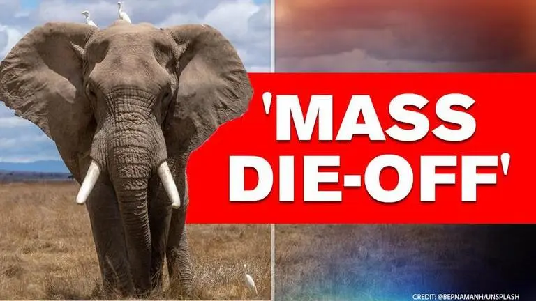 Botswana: Hundreds of elephants drop dead, scientists call it ‘conservation disaster’ Elephants in Botswana die by the hundreds, cause remains unknown