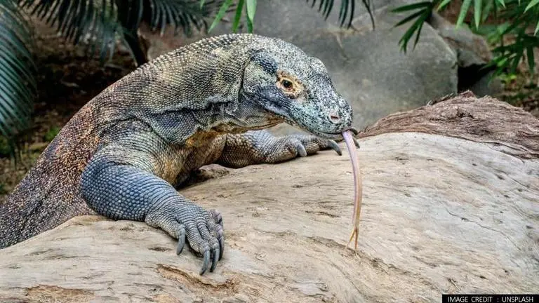 Wildlife Red List: IUCN lists Komodo Dragon, shark species in endangered category Komodo Dragon