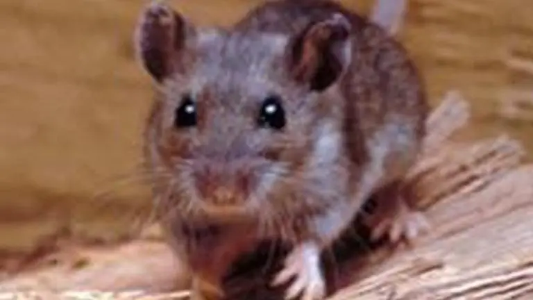 From symptoms to cure, things one should know about hantavirus symptoms