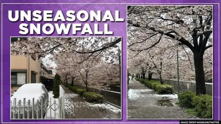Tokyo witnesses unseasonal snowfall amid cherry blossom season Tokyo witnesses showers of unexpected snowfall, amid coronavirus