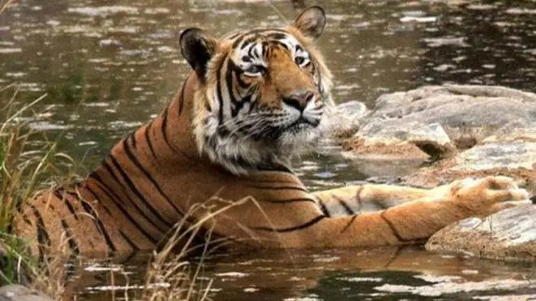 MP govt receives 13 applications to open resort bars in tiger reserves MP