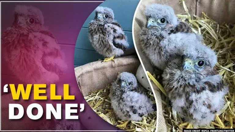 Dog saves baby kestrels from middle of road, netizens laud the pooch dog