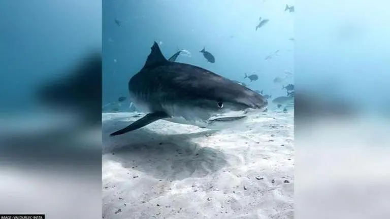 Filmmaker confronts near-death-experience after Shark attacks his camera underwater Viral video