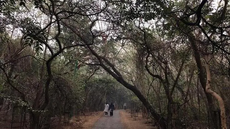 Revamp forest department in Delhi,says NGT