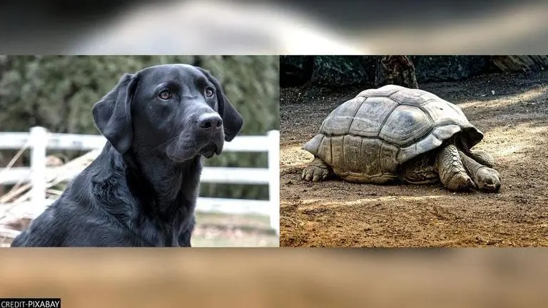 Maharashtra: FIR against Aurangabad man for demanding tortoises & Labrador as dowry dowry charges against Maharashtra man