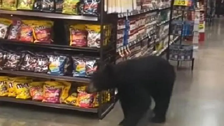 California: Bear enters shopping mall and wanders inside; makes shoppers run for exits bear