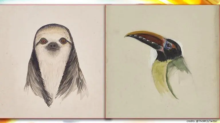 Wildlife Conservation Society releases digital archive of historic illustrations, see pics Wildlife Conservation Society