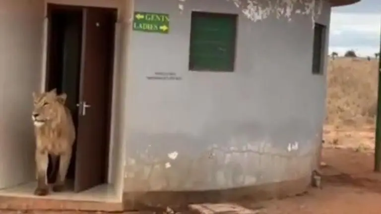 Lion walks out of a public toilet, amused netizens drop hilarious comments; WATCH Lion viral video