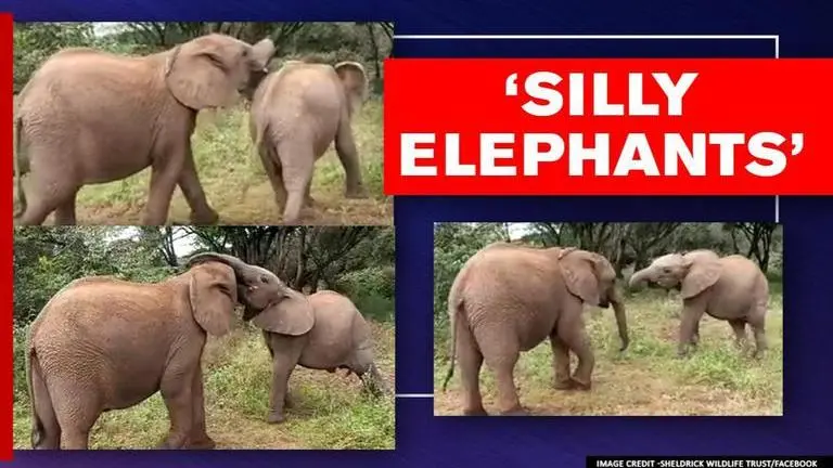 Video of baby elephants fighting over 'snack' wins internet, netizens all hearts Baby elephants